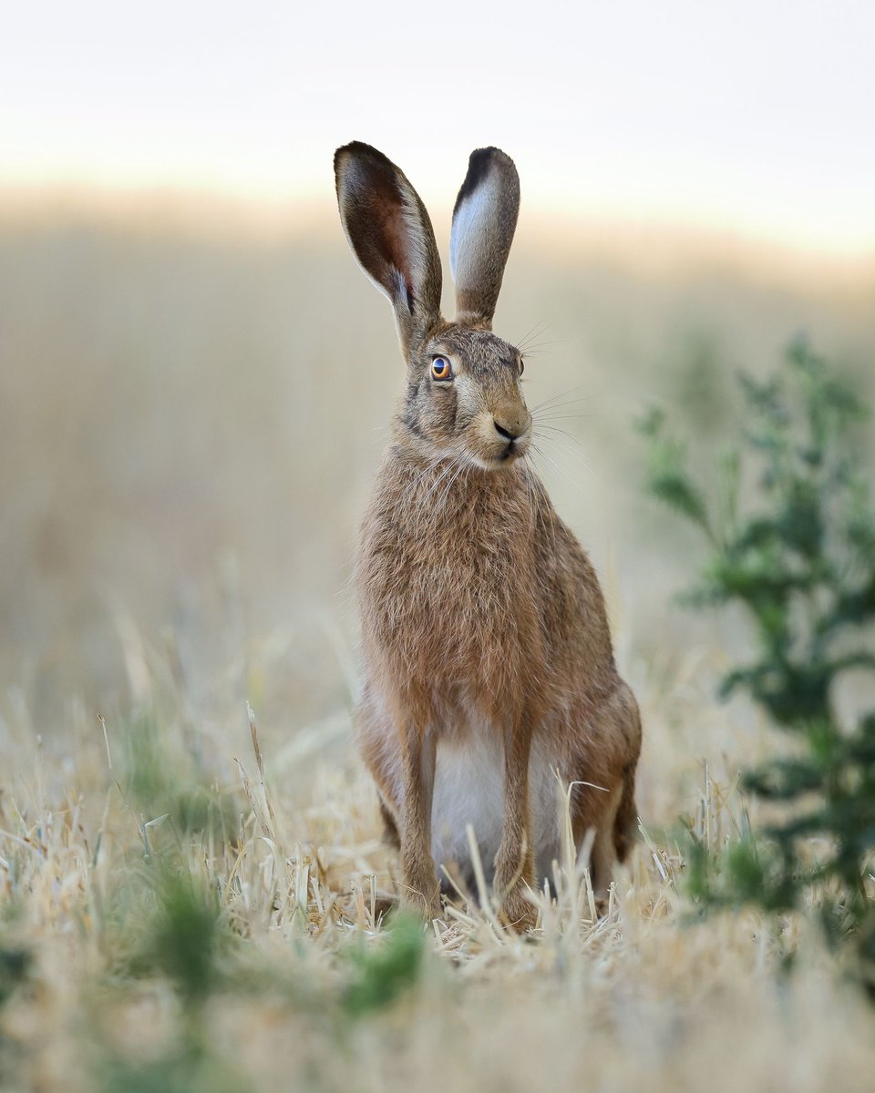 Photo of the week 📸 A hare by Edwin Godinho (@bebedi123) 👏👏👏 Hares are most visible at this time of year and can be seen boxing March-April. Edwin spotted this one as the sun was rising in Holt.