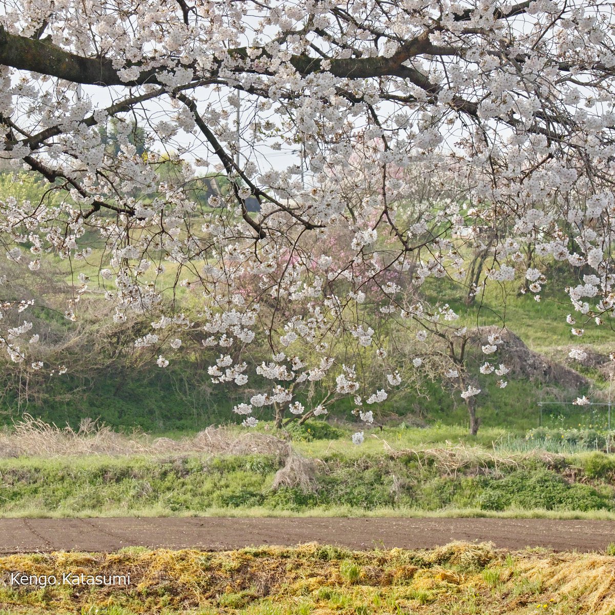 「はだの桜みち」の6.2㎞続く”街路樹” 2024.04.07 #開花状況 #桜 #お花見 #ソメイヨシノ #はだの桜みち #秦野市 #ｶﾀｽﾐ日記 #SIGMA #sdQuattro #Foveon #flowers #photography #japantravel 開花状況 桜 お花見 ソメイヨシノ はだの桜みち 秦野市 ｶﾀｽﾐ日記 SIGMA sdQuattro Foveon flowers