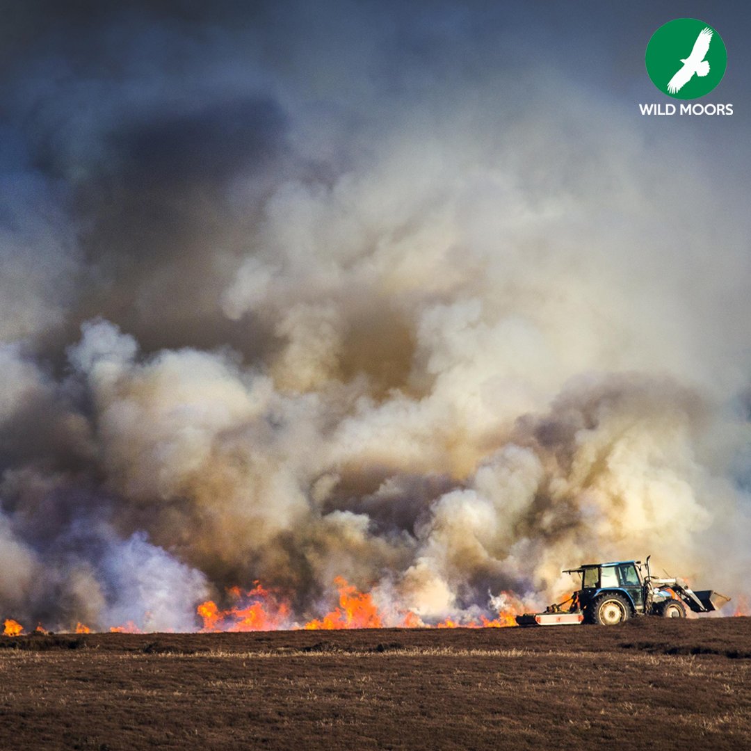 Grouse moors continue to burn on fragile peatlands, harming the environment, fuelling climate change and choking communities. If you spot burning, let us know by reporting it: 📍Note the location 🔥 Count the number of fires 📱 Report your sighting: bit.ly/reportburning