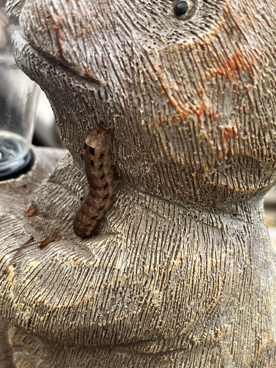 Caterpillar ID needed please - I’m thinking Elephant Hawk moth??