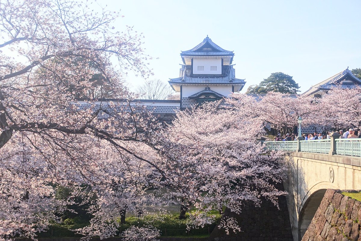 「金沢   桜の街すぎた 」|かさねのイラスト