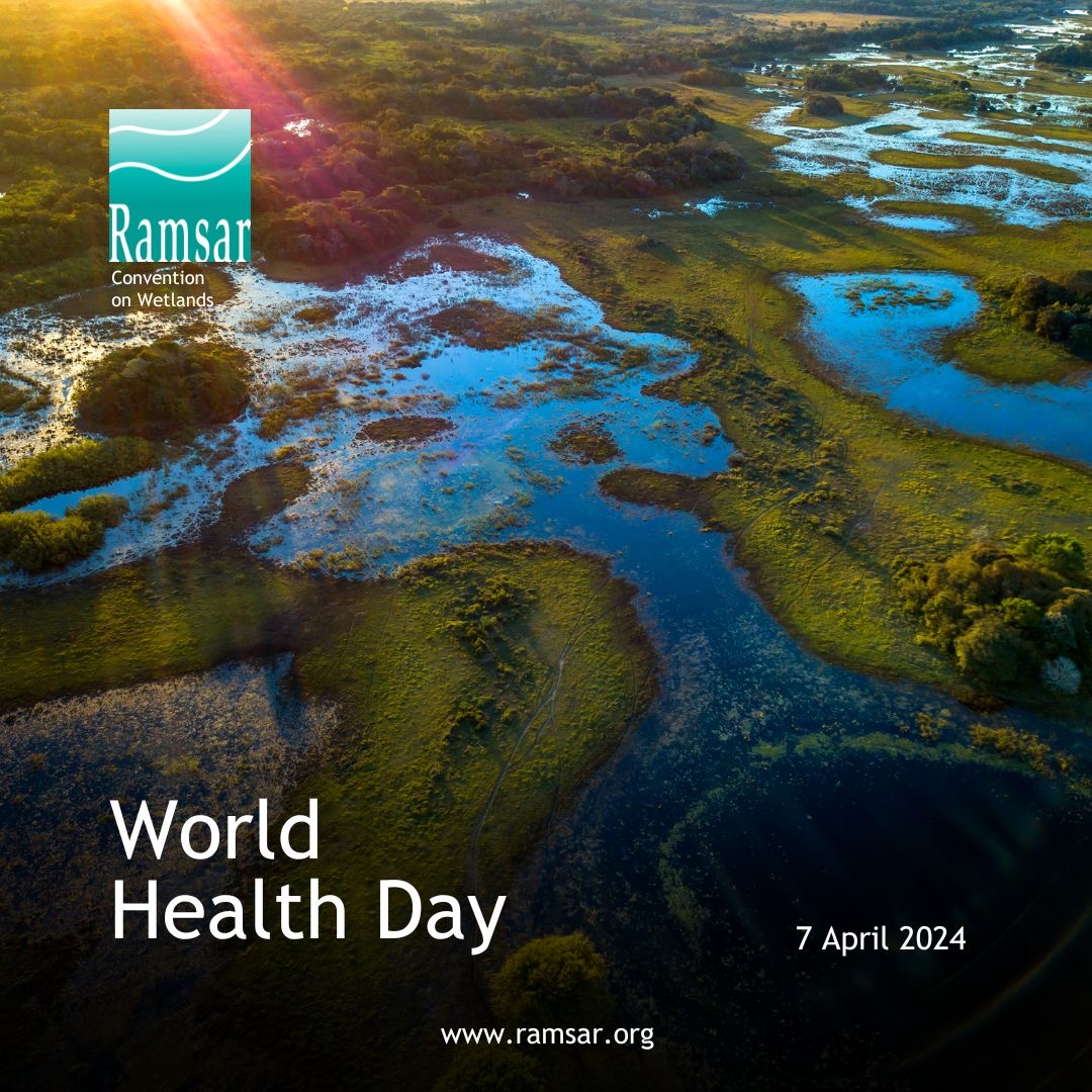 On this #WorldHealthDay, safeguarding human health also means protecting and restoring wetlands. Conservation, sustainable management and policies aimed at preventing over-exploitation are crucial to protecting these vital ecosystems. ➡️ ramsar.org/news/wetland-h…