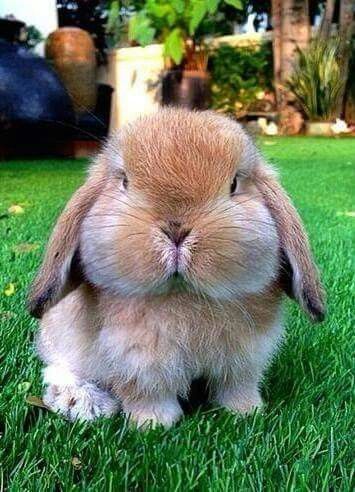 🐰🧡