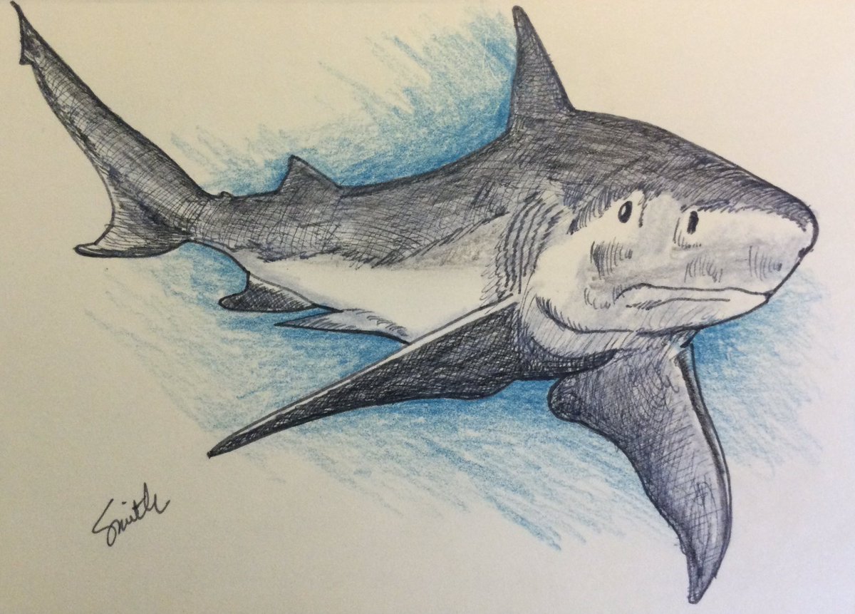 A Bull Shark (Carcharhinus leucas) for #SundayFishSketch. Called the Zambezi shark in Africa and Lake Nicaragua shark in Nicaragua, they’re found worldwide in warm, shallow waters along coasts and in rivers. Known for its aggressiveness, they thrive in both salt and fresh water.