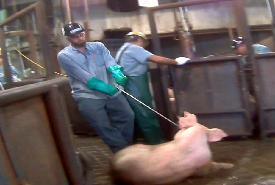“If she collapses near a chute, a meat hook is shoved through her cheek, and she’s just dragged forward kicking and screaming... ” – U.S. Slaughterhouse Worker.

Stop Supporting Animal Cruelty
GoVegan🌱🌎

#AnimalRights #GoVegan #EndSpeciesism #Vegan #RosesLaw