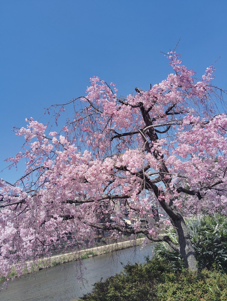 鴨川沿いの桜、友達と見に行ったけど綺麗に咲いてた(´∀`) 今年は造幣局の桜の通り抜け行けへんかわりに、近所でお花見した〜⸜(*ˊᗜˋ*)⸝