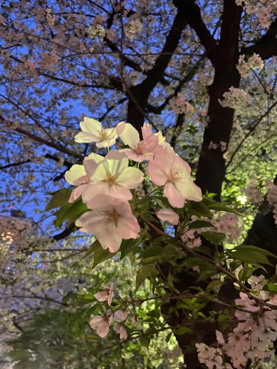浜町緑道🌸
いつも夜しか見られてないけど、見頃です😊✨
#日本橋浜町 #人形町 #夜桜見物