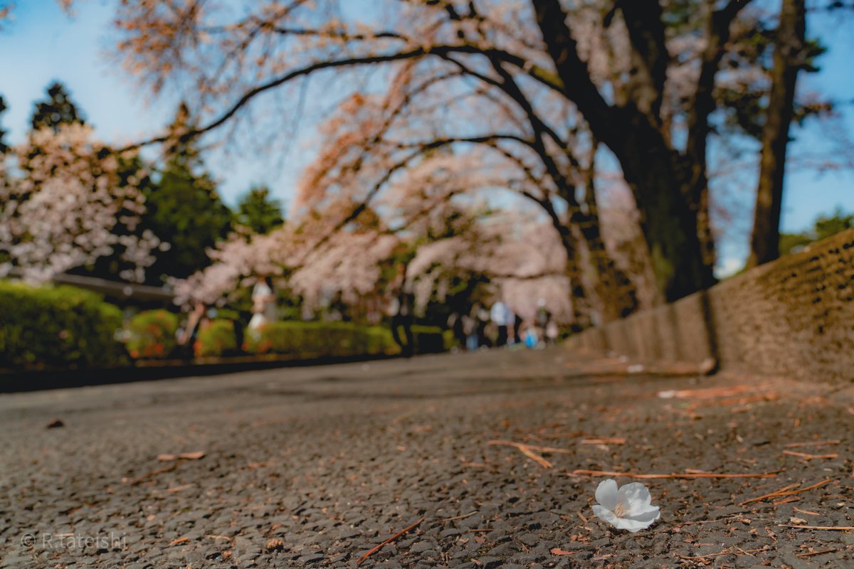 #SONY #α7Riii #写真好きな人と繋がりたい #ファインダー越しの私の世界 #キリトリセカイ #photography #photo #榴岡公園