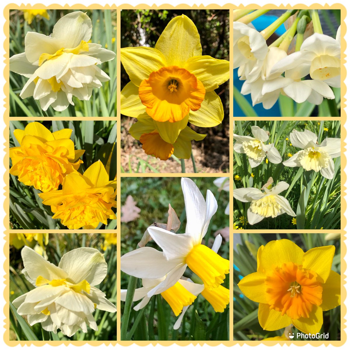 #SundayYellow #Flowers #Gardening #Sunny #WindyDay #MyGarden