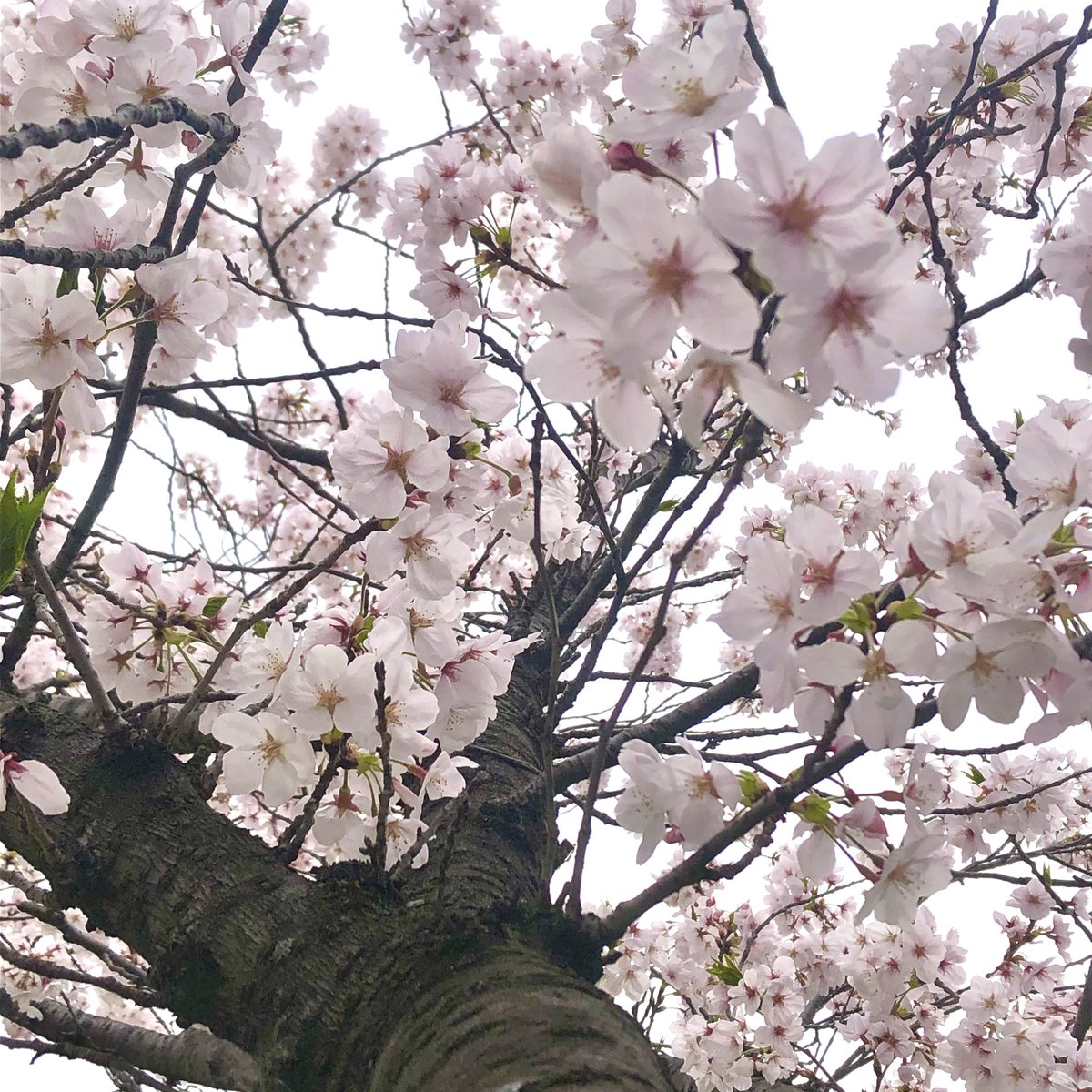 気分転換に桜見てきた