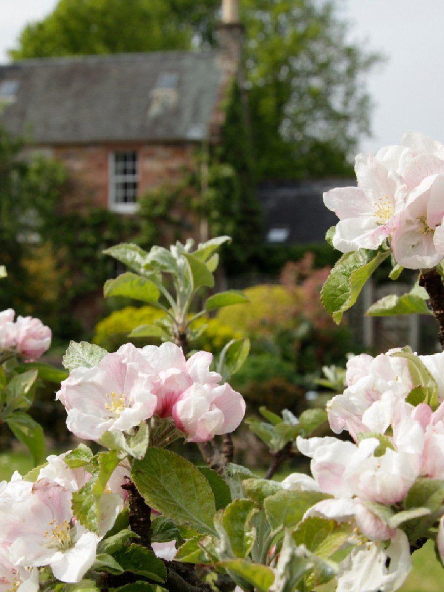 The arrival of blossom each spring is a sign that warmer days are coming, and the dainty flowers, bright colours and heady scents are one of nature’s most dazzling displays – here are our favourite places to see it. > brnw.ch/21wIAkx #ForTheLoveOfScotland