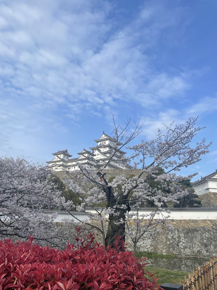 PCGPhantomDeath's tweet photo. 姫路城で桜見🌸 https://t.co/HkpirzYpCc