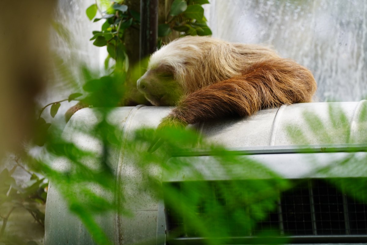 Sunday fun-day? More like Sleepy Sloth Sunday... 🦥 #sleepysloth #sloth #slothsunday #sleepysunday