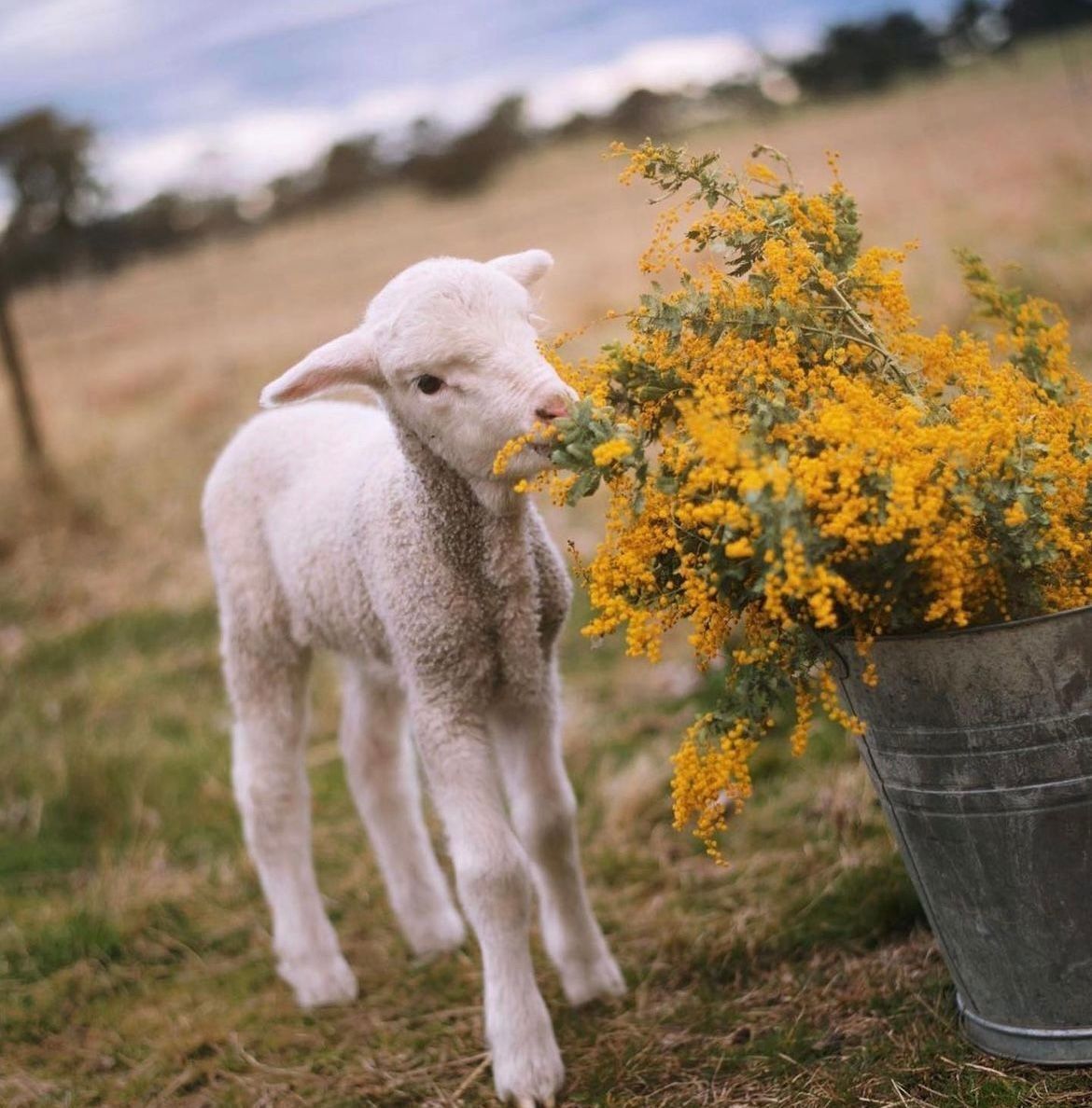 Cute Australian Merino 'poddy lamb' - one which is fed by hand, creating a special bond between farmer and animal 😍 📸 & 🐏 IG elyceandthewild3 - photo taker & sheep farmer apprentice