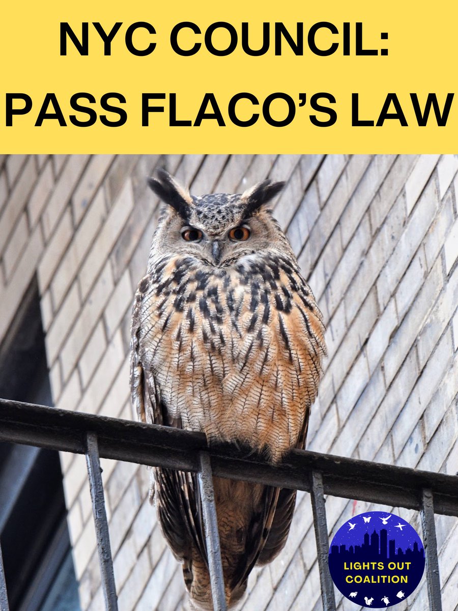 JOIN US FOR FLACO'S LAWS RALLY! Thursday, 4/11, 12.45-1.15pm Broadway @Murray Street in front of City Hall to mark the intro of the 1st of 3 City Council Flaco's Laws w/ @ShaunAbreu @CMShaunAbreu & @tiffany_caban @CabanD22 addressing the killers of nearly 1/4 million birds yearly