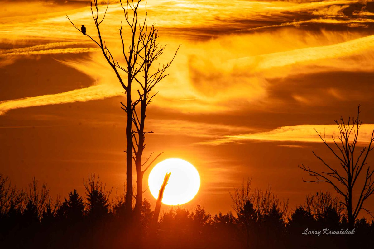 Sharing a Sunrise: The eagle and myself watching a sunrise, the eagle has a birds eye view, sort of speak #sunrise #sunrisephotography #trees #eagle #NaturePhotography #naturelover #OntarioCanada #ThamesCentrePhotographer