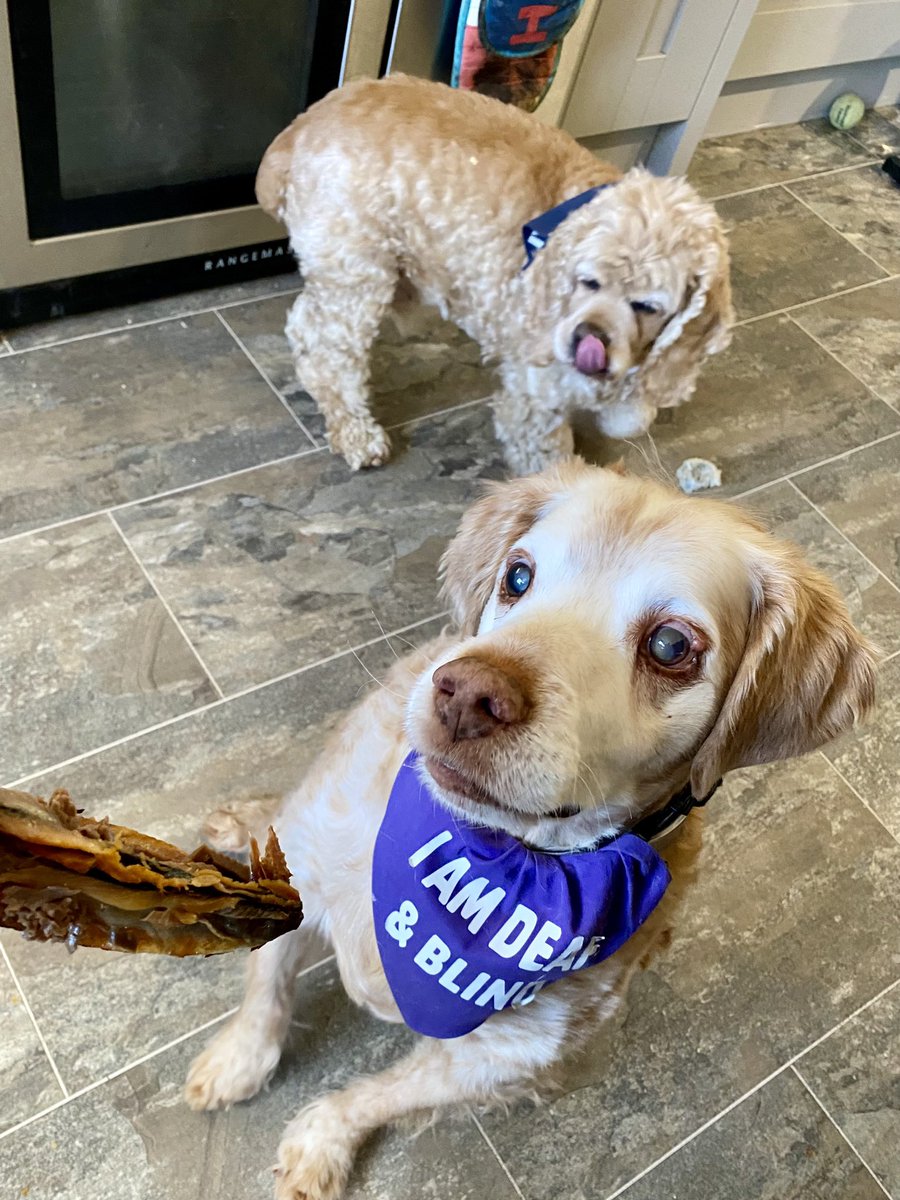 SpanielsSuper's tweet photo. Mum?
Yes Isky?
Is there……..
Of course there is 😊
#FairSharesForAll https://t.co/mniN5WMo1V