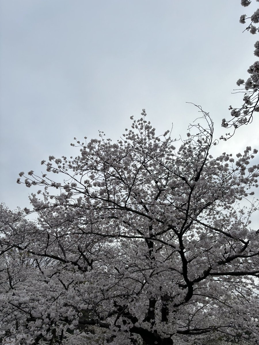 sa_sha3_'s tweet photo. 今日もお疲れ様です！

桜見に行ったよ〜🌸
シーズン終わる前に見に行けてよかった https://t.co/i1QvNK0MWc