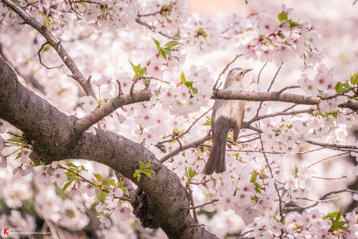 岩倉五条川の桜満開でめちゃ綺麗です
＃岩倉五条川
