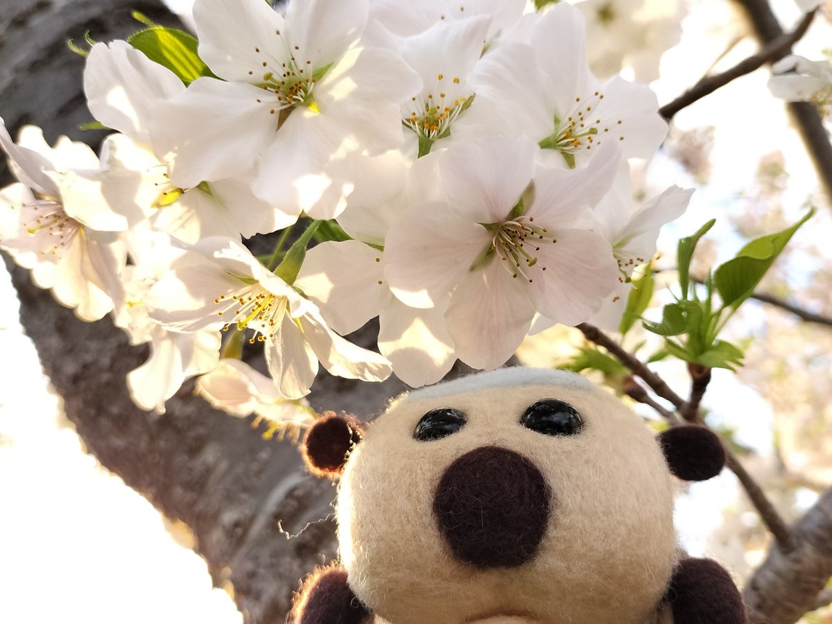 🌸桜とポンタ🌸 #モルカー #モルカーファンアート