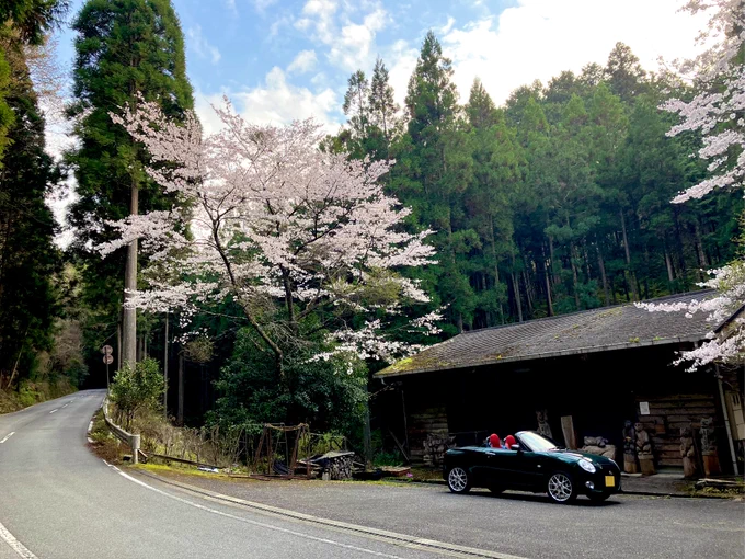 今年は吉野の見に行ったよ 