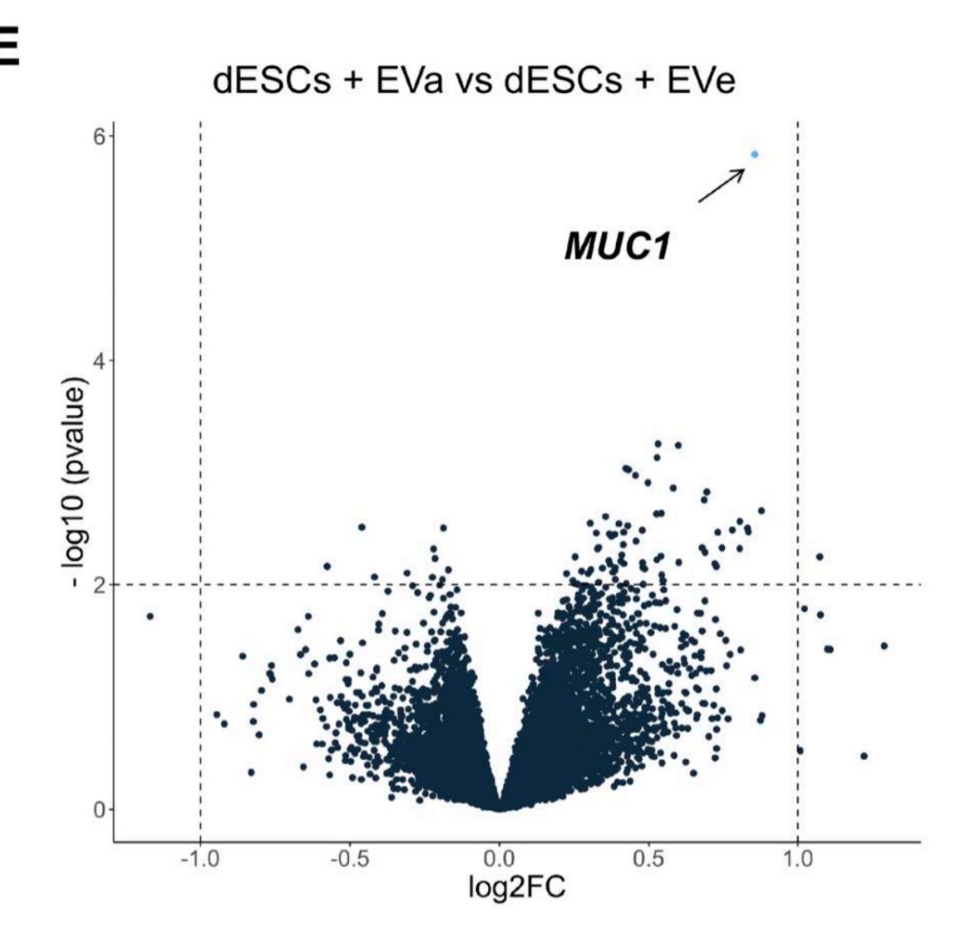 Glad to share the results of our latest publication! 😊 Excited by this volcano plot, depicting decidual cell response to extracellular vesicles derived from aneuploid vs. euploid embryos. MUC1🔝🔝🔝🔝#HRO @SofiaMakieva doi.org/10.1093/hropen…