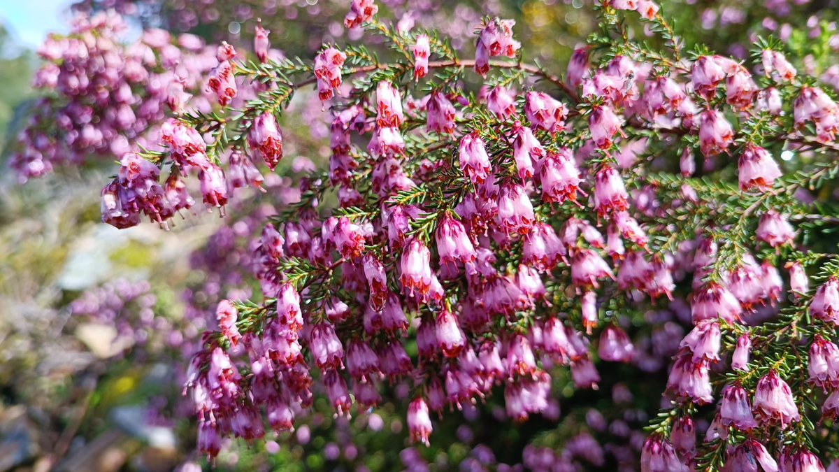 El inicio de la primavera supone la floración de multitud de especies. El brezo rojo Erica australis empieza a teñir de rosa los montes del suroeste de #CyL