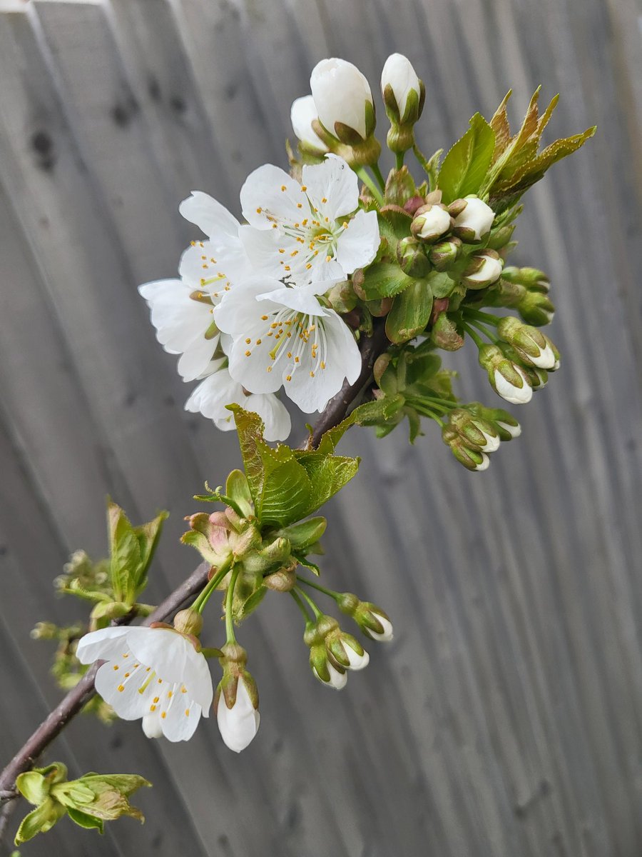 My apple &amp; cherry trees are starting to #blossom. If you have fruit trees, please take a few minutes to upload records to <a href="/Fruit_Watch/">FruitWatch</a>. It helps us <a href="/UniofReading/">Uni of Reading</a> &amp; <a href="/OracleResearch/">Oracle for Research</a> track #climatechange impacts on flowering #phenology
<a href="/UniRdg_Research/">Connecting Research</a> <a href="/UniRdg_SAPD/">SAPD at Reading Uni</a> <a href="/ReadingBioSci/">UoR BioSci</a>