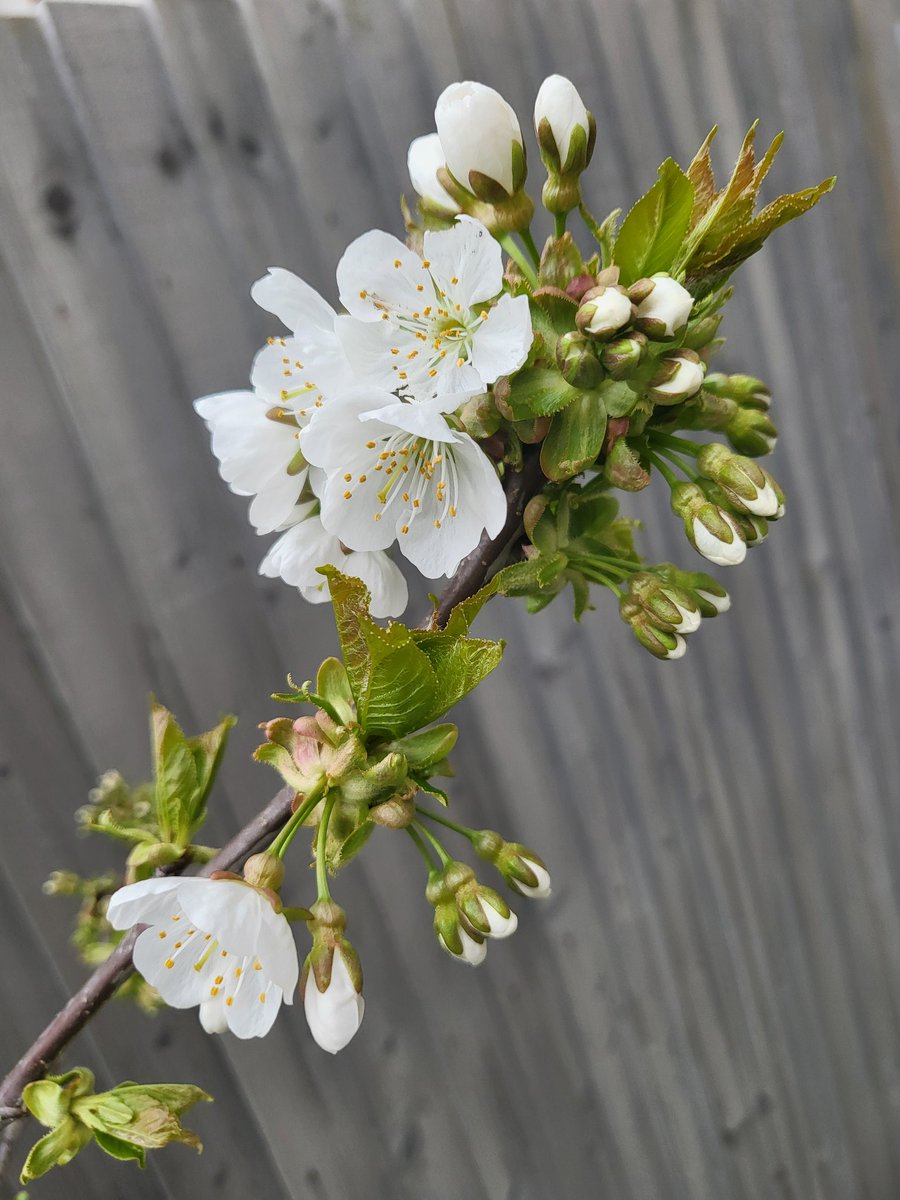 My apple & cherry trees are starting to #blossom. If you have fruit trees, please take a few minutes to upload records to @Fruit_Watch. It helps us @UniofReading & @OracleResearch track #climatechange impacts on flowering #phenology @UniRdg_Research @UniRdg_SAPD @ReadingBioSci