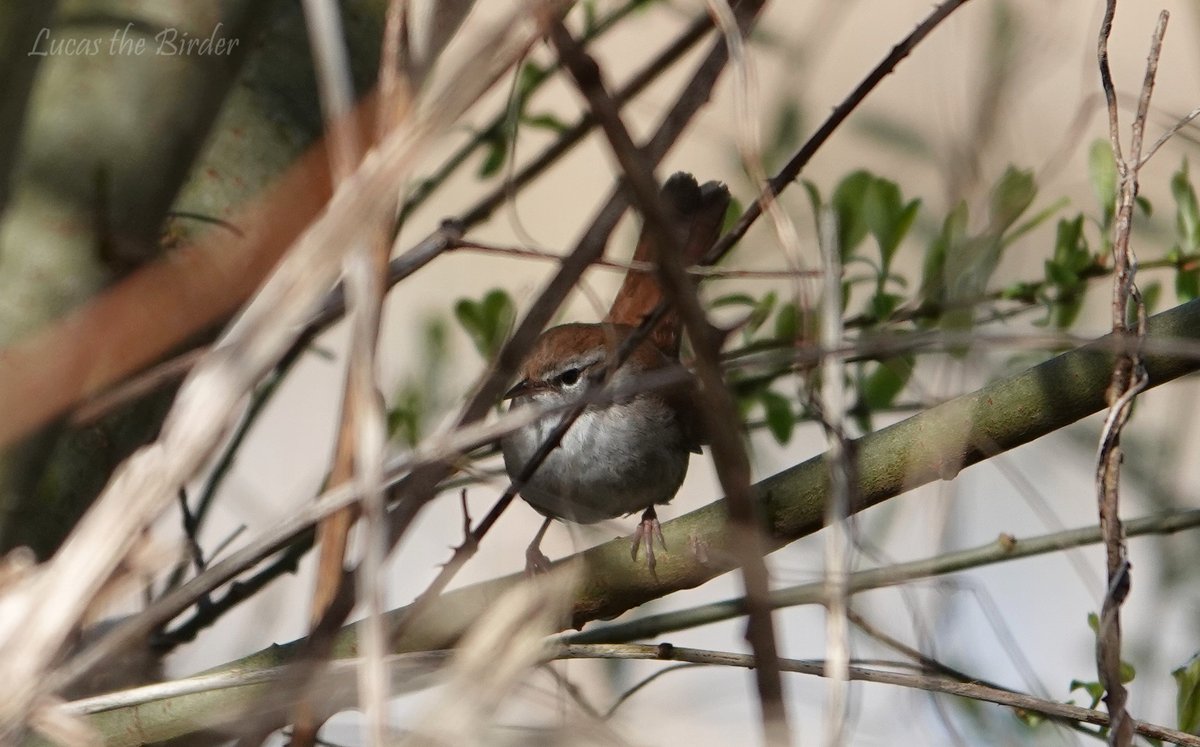 Cetti's Warbler at RSPB Ham Wall.

#bird #birdwatching #birdsseenin2024