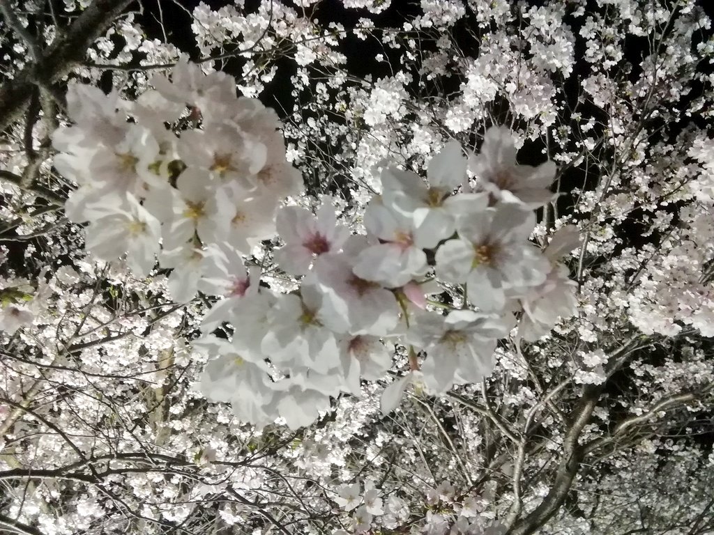 「桜 」|留吉(豆板醤)のイラスト