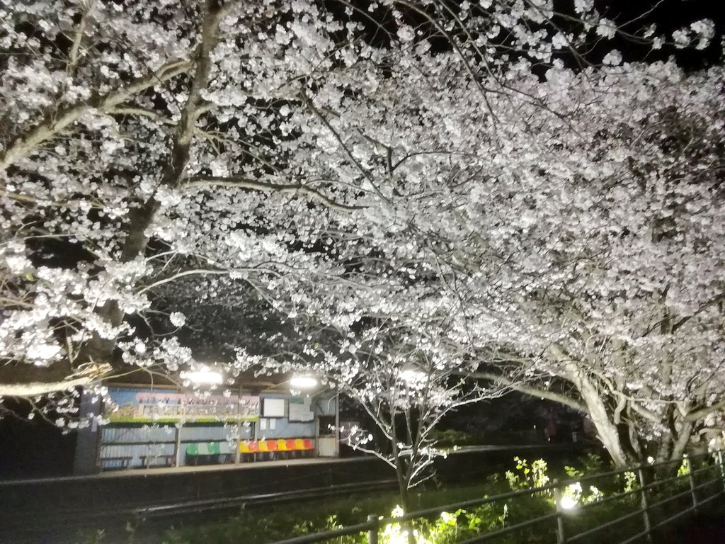 「桜 」|留吉(豆板醤)のイラスト