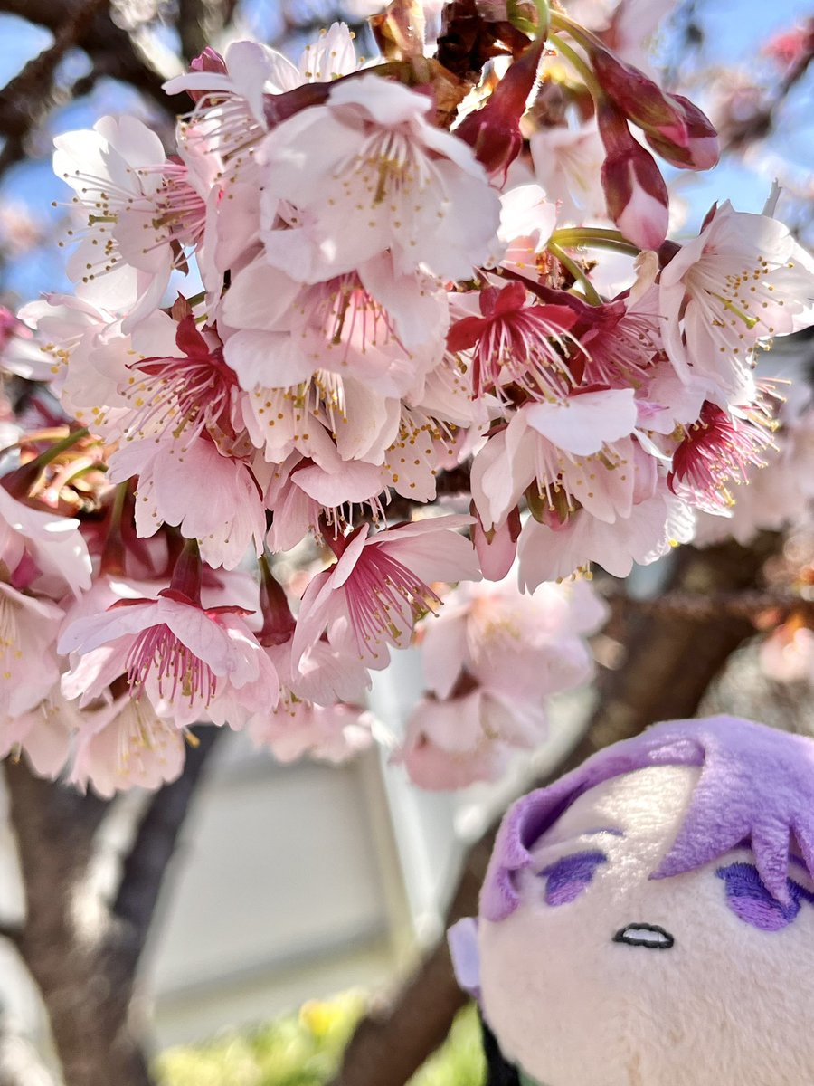 flower outdoors day blurry tree no humans blurry background  illustration images