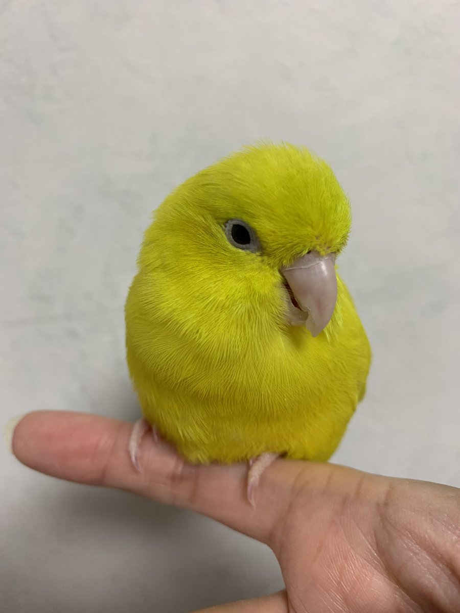 インコ(マメルリハ)探してます tweet media