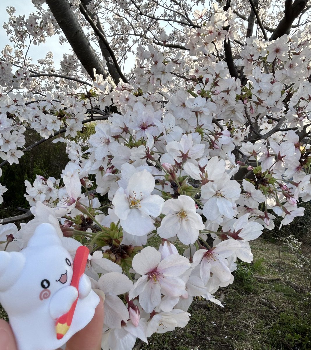 シナモンとまるまる連れてお花見してきた🌸🌸
