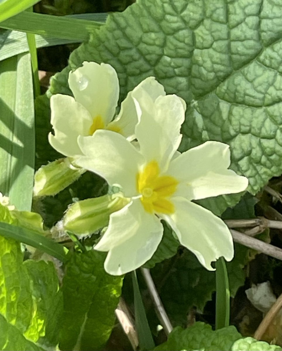 This week was my first sighting of primroses this year, such delightful little flowers 🌼 #SundayYellow #Wildflowers #Spring #NaturePhotography #FlowerPhotography