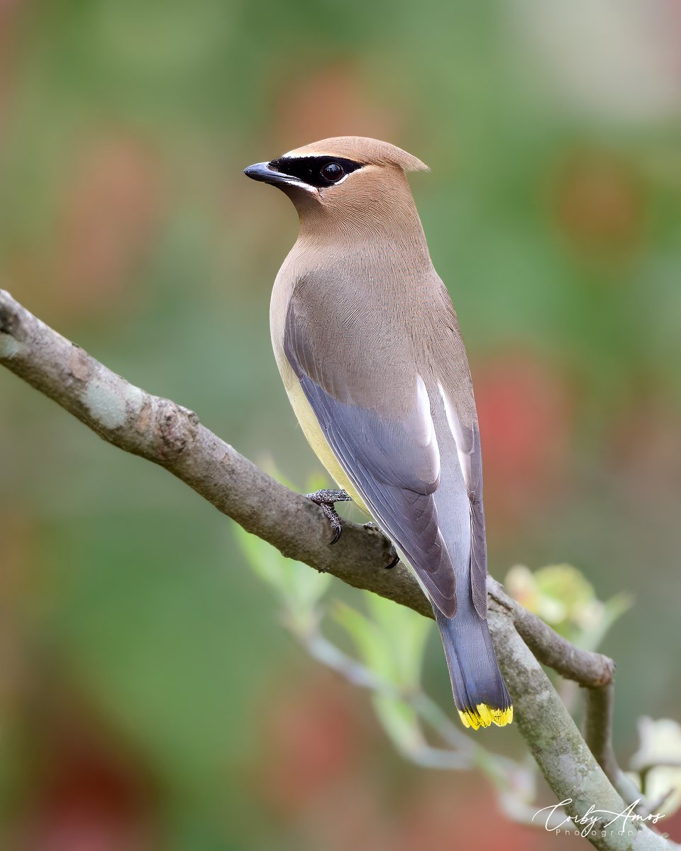 Cedar Waxwing
.
ko-fi.com/corbyamos
.
linktr.ee/corbyamos
.
#birdphotography #birdwatching #BirdTwitter #twitterbirds #birdpics #BirdsofTwitter