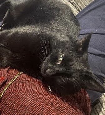 Dobby was found as an unneutered stray. Fortunately, this young man was healthy and, following chipping & snipping, he's now in his forever home. He follows his adopter round like a shadow & they are inseparable. A lovely outcome! #CatsOfTwitter #CatsOfX