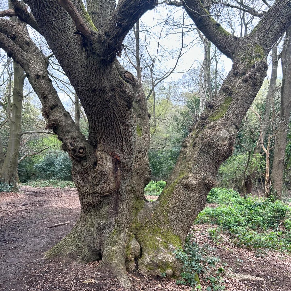 It’s not just a tree. It’s a Seeds of Death tree! #drwho #hampsteadheath 🌳