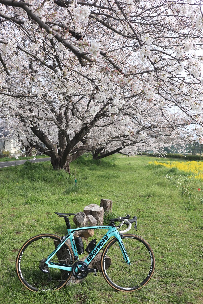 #sakuraBianchi
🌸🚴‍♂️
#RideBianchi #Bianchi
#OltreXR4 
#桜 
#ロードバイク
#ファインダー越しの私の世界
#写真
#絶景
#空がある風景
#ロードバイクのある風景
#誰かに見せたい景色