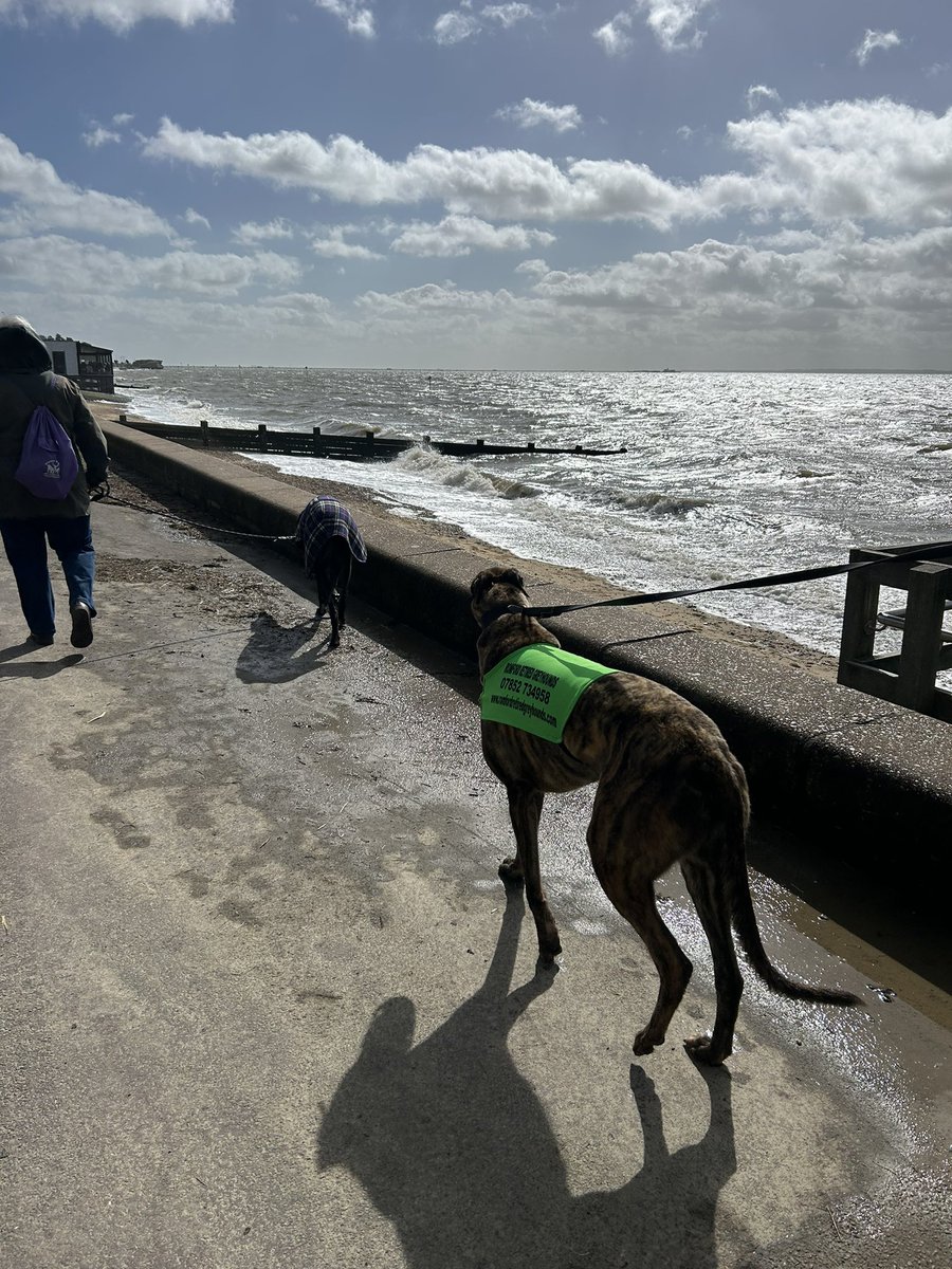This morning a few of the kennel hounds enjoyed a bracing walk along Southend seafront. Kennel hounds James, Whizzy, Bruno and Min were joined by Albie and Herbie and all loved their walk in the sunshine and treats Thanks to all who came to walk dogs. #retiredgreyhounds