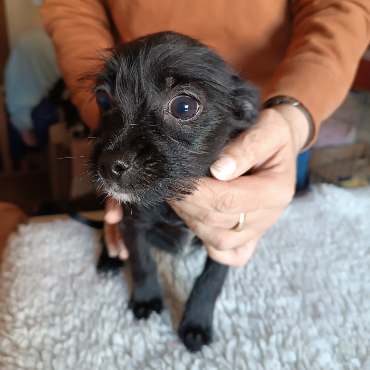 #madrid
JORDANA cachorrita de 4 meses ABANDONADA junto a sus hermanos
Su madre es #chihuahua,padre desconocido 
En edad adulta será tamaño mini
NECESITA #adopcionSe entrega chipada,vacunada,desparasitada y CON compromiso de castración 
CONTACTO📩facenuevavida@gmail.com
#cachorros