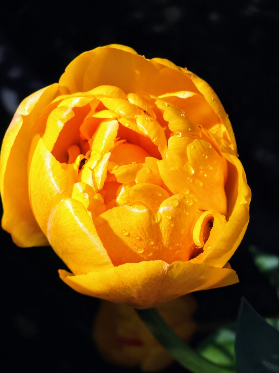 Sunday yellow in my garden #SundayYellow #tulips #springflowers #inmygarden #Plymouth