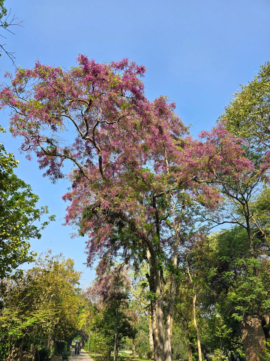 DrAmbrishMithal's tweet photo. Moulmein Rosewood (Millettia peguensis) trees are blooming in @sundernursery
Sunder Nursery is pink/purple this week with Moulmein Rosewood, #Jacaranda, & Shaving Brush tree!
Don't miss these beauties!
Pix of Moulmein Rosewood -
#Delhi #spring #delhispring #flowers #pink https://t.co/fJVBefCqKK