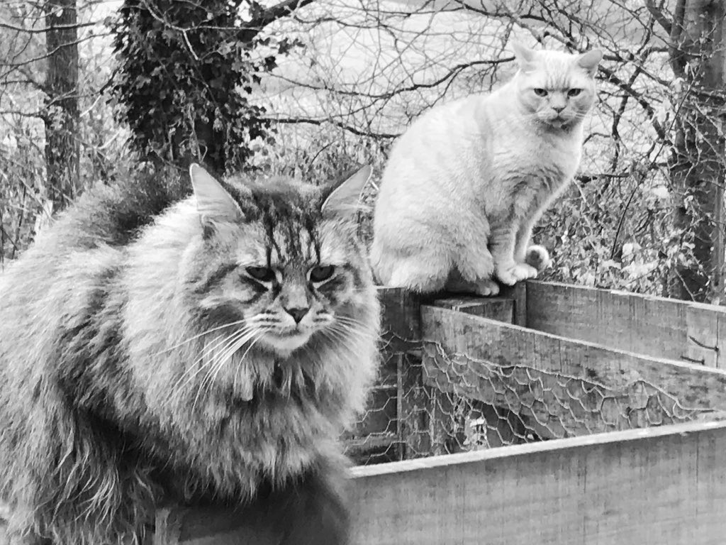 Interrupted my #cats while they were posing for their latest #indie album cover…..