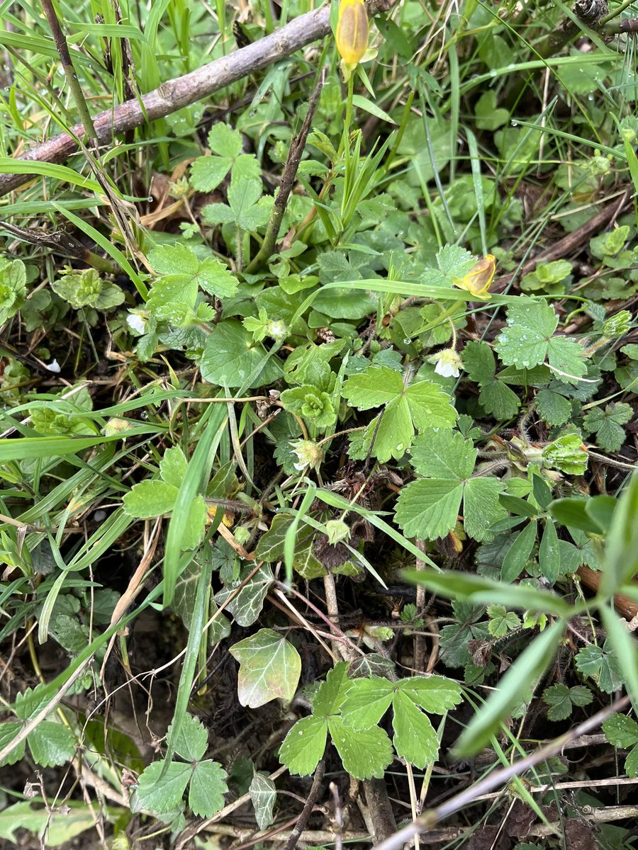 Violets, wood anenome & blind wild strawberry, within a metre of each other down a #Derbyshire #farm track. Bee & butterfly food!, @savebutterflies @BumblebeeTrust @wildflower_hour @DerbysWildlife