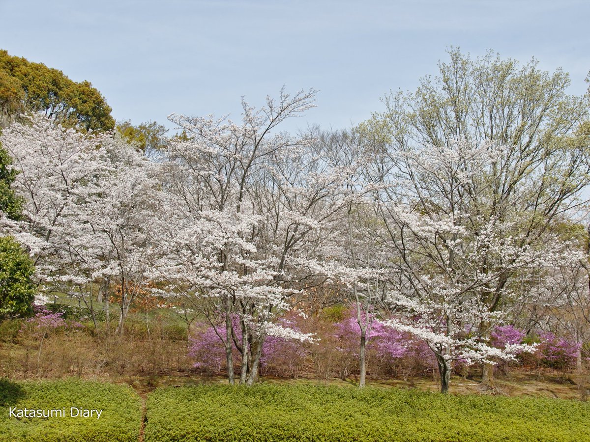 あつぎつつじの丘公園の桜

2024.04.07

 #開花状況 #桜 #お花見 #ソメイヨシノ #あつぎつつじの丘公園 #厚木市 #ｶﾀｽﾐ日記 #SIGMA #sdQuattro #Foveon #flowers #photography #japantravel 

開花状況 桜 お花見 ソメイヨシノ あつぎつつじの丘公園 厚木市 ｶﾀｽﾐ日記 SIGMA sdQuattro Foveon