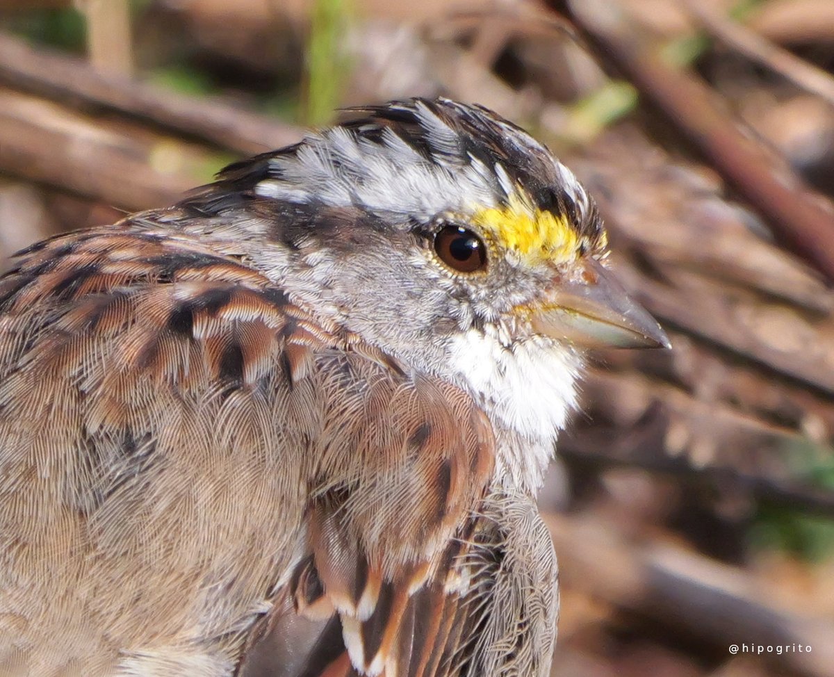 White-throated Sparrow
Northport, Long Island, NY

#birds #birding #birdphotography #wildlifephotography