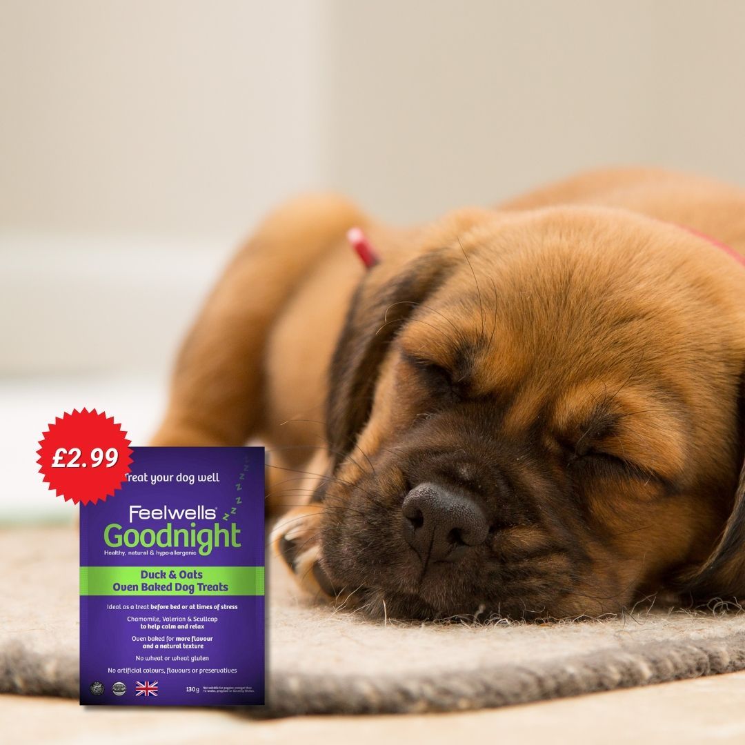 Settling down for a Sunday snooze?😴 Help your dog get a good sleep with Feelwells Goodnight Treats! 🌙 Made with chamomile, valerian & scullcap, ingredients known for their calming and relaxing properties 😴 Try them today: buff.ly/3KQUHkj #Feelwells #GoodnightTreats