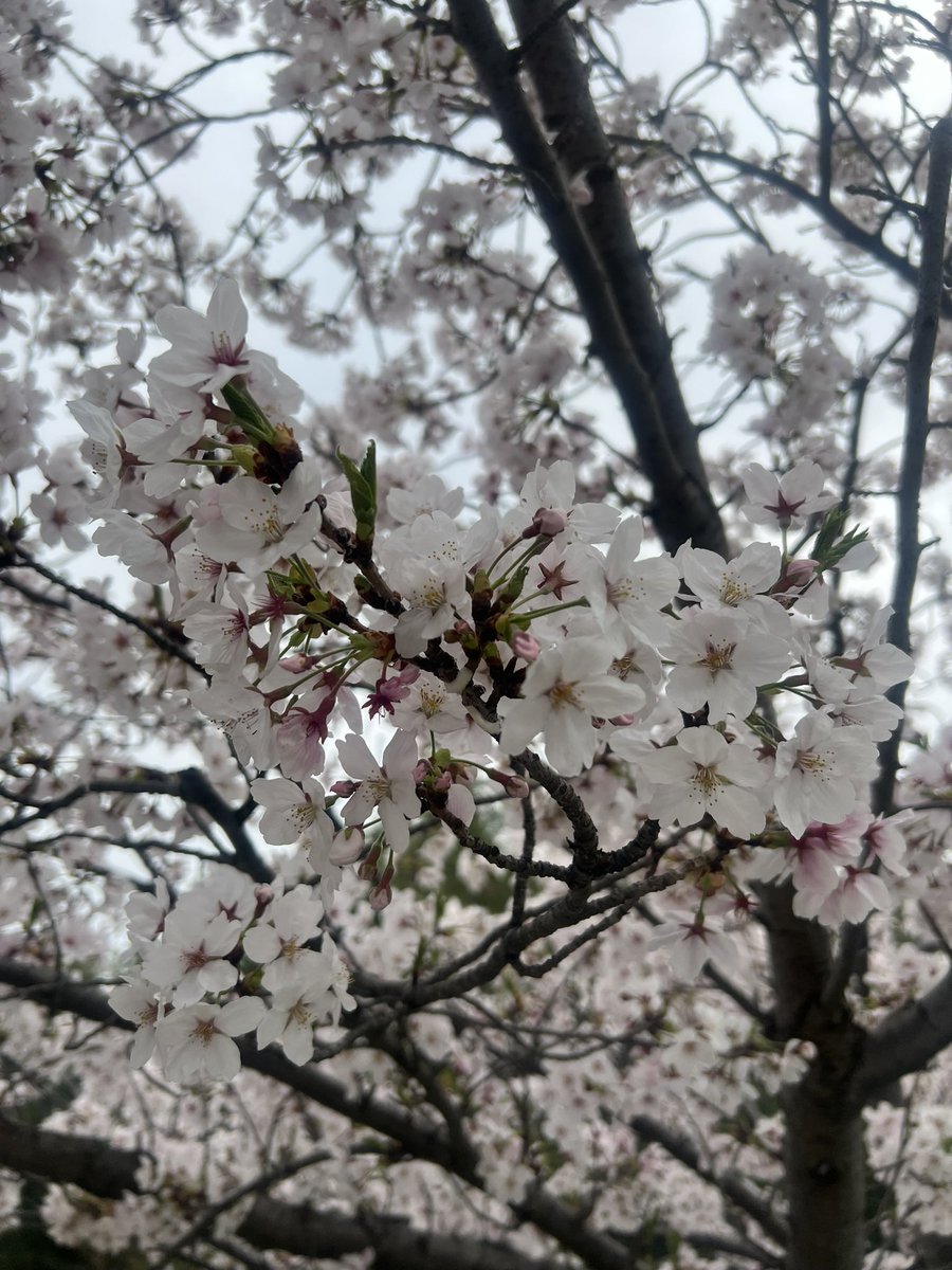 fn0522's tweet photo. @katsuhideuekusa 毎年京都行くんだけど今年はお花見行けなかった。天気も悪いし通りすがりだったから色も背景もいまいちだけど桜咲いてたよかっちゃん！😆 https://t.co/mFoq09lHb3